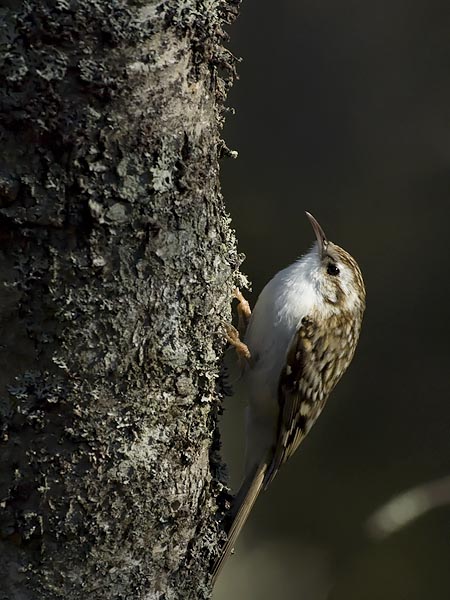 Puukiipijä, Eurasian Treecreeper, Certhia familiaris